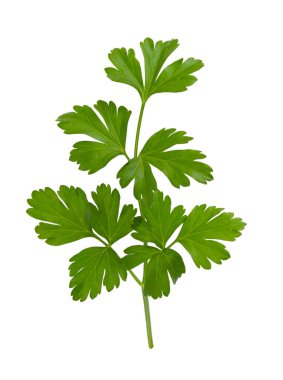 Beyaz arkaplanda yeşil maydanoz yaprakları