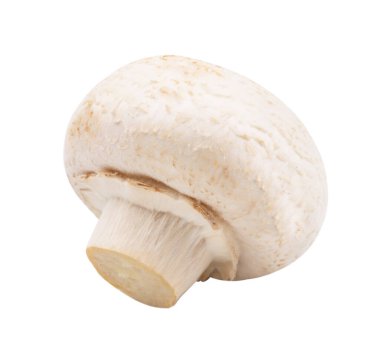 Beyaz arkaplanda izole edilmiş bir mantar