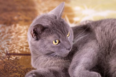 Gri Kedi, yatağa uzanıyor. Yakından..