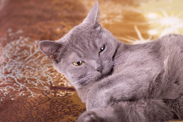 Graue Katze Großaufnahme Auf Bett Liegend — Stockfoto