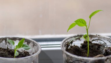 Pencere kenarında plastik bardaklarda yeşil biber tohumları.
