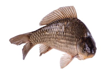 Beyaz arkaplanda yeşil soğan dilimini kapat