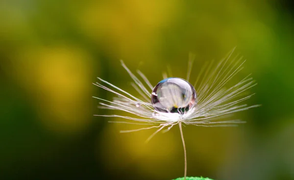 En droppe vatten på en maskros blomma utsäde makro på grön och gul bakgrund — Stockfoto