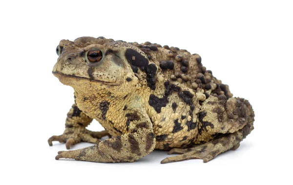 Kröte isoliert auf weißem Hintergrund aus nächster Nähe — Stockfoto