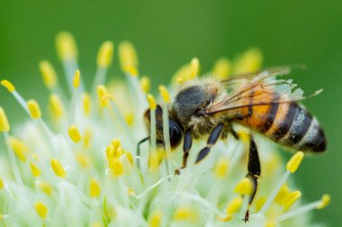 Çiçekteki Bal Arısı, Makro 'yu Kapat