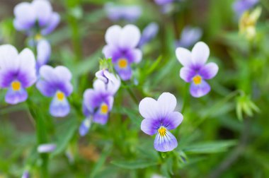 Güneşli bir günde nonoş çiçeğine yakın çekim