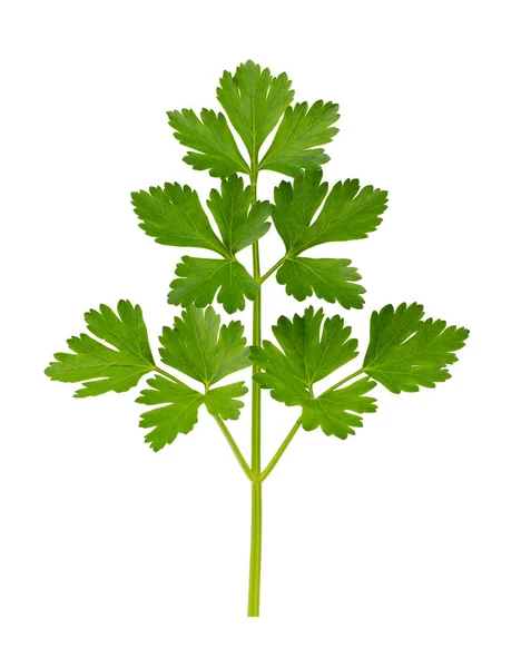 Green leaves of parsley isolated on white background — Stock Photo, Image