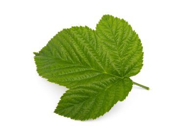 Ahududu yeşil yaprakları beyaz arkaplanda izole.