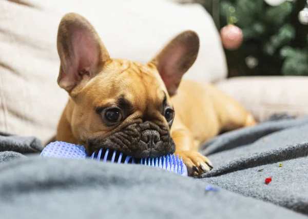 French bulldog puppy playing with blue toy on the sofa at home