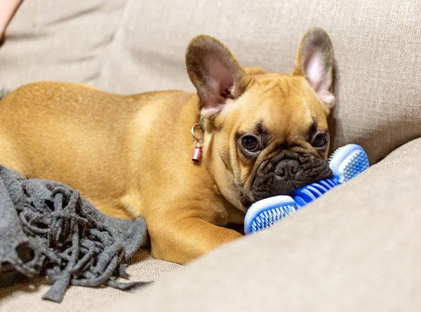 French bulldog puppy playing with blue toy on the sofa at home
