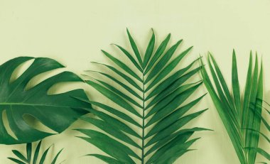 Yeşil arka planda tropik palmiye yaprakları. Moda tropikal desen. Düz yatıyordu. Yaz, tatil, tatil konsepti.