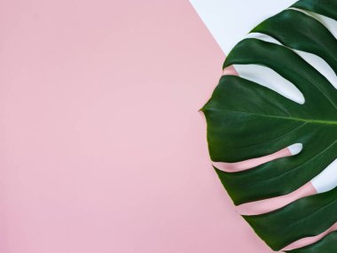 Pembe yeşil arka planda tropik yeşil palmiye yaprağı. Canavar, şablonu, maketi bırakır. Yaz modası geçmişi.