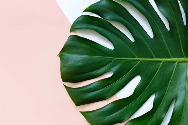 Tropisches Grünes Palmenblatt Auf Rosa Grünem Hintergrund Monstera Hinterlässt Attrappe — Stockfoto