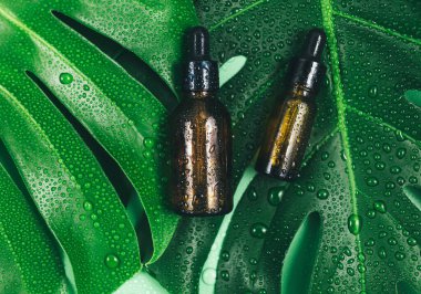 Büyük Canavar yeşil yapraklar ve yağlı şişeler, yeşil arka planda serumlar. Tropik palmiye yaprağı su damlalarıyla kaplanır. Yaz şablonu, düz yatış. Kozmetik ürünleri, cilt bakımı, sağlık