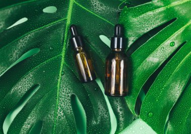 Büyük Canavar yeşil yapraklar ve yağlı şişeler, yeşil arka planda serumlar. Tropik palmiye yaprağı su damlalarıyla kaplanır. Yaz şablonu, düz yatış. Kozmetik ürünleri, cilt bakımı, sağlık