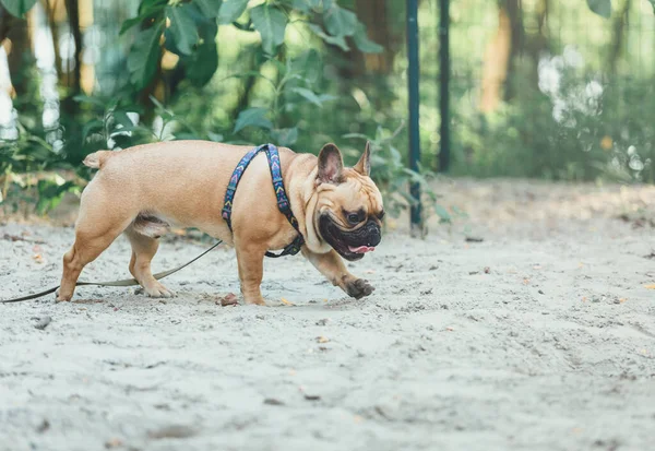 Grande Bulldog Francese Rosso Carino Che Cammina Nel Parco Verde — Foto Stock