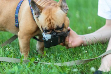 Fransız bulldog köpeği yeşil çimlerin üzerindeki özel bir şişeden su içiyor. Köpeğin sahibi dışarıda bir köpek için su şişesi tutuyor..