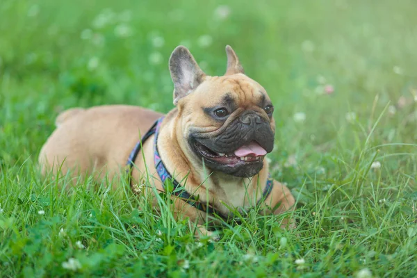 Divertente Bulldog Francese Fuori Adorabile Bulldog Arancione Nel Parco Erba — Foto Stock