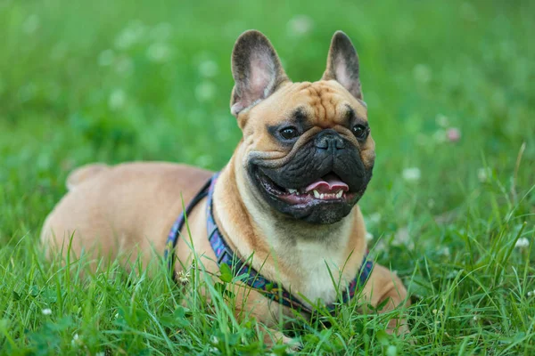 Divertente Bulldog Francese Fuori Adorabile Bulldog Arancione Nel Parco Erba — Foto Stock