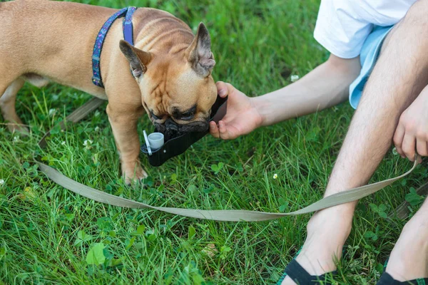 Franska Bulldogg Valp Dricksvatten Från Speciell Flaska Parken Det Gröna — Stockfoto