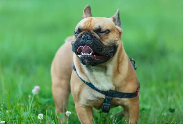 Divertente Bulldog Francese Fuori Adorabile Bulldog Arancione Nel Parco Erba — Foto Stock