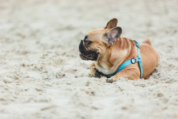 有趣的法国小狗斗牛犬外面 可爱的橙色斗牛犬 蓝色的安全带 在沙地上的操场上 — 图库照片