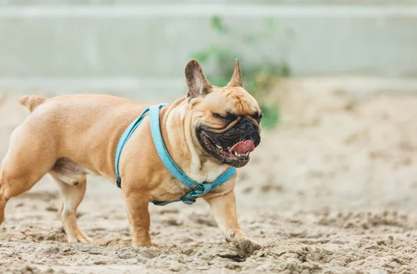 Lustig Fransk Hundvalp Utanför Bedårande Orange Bulldog Blå Sele Lekplatsen — Stockfoto