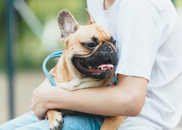 Lustig Fransk Hundvalp Utanför Förtjusande Orange Bulldog Blå Sele Händerna — Stockfoto