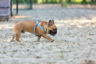 Dışarıdaki komik Fransız buldog köpeği. Sevimli turuncu buldog mavi koşumlu oyun parkında kumların üzerinde