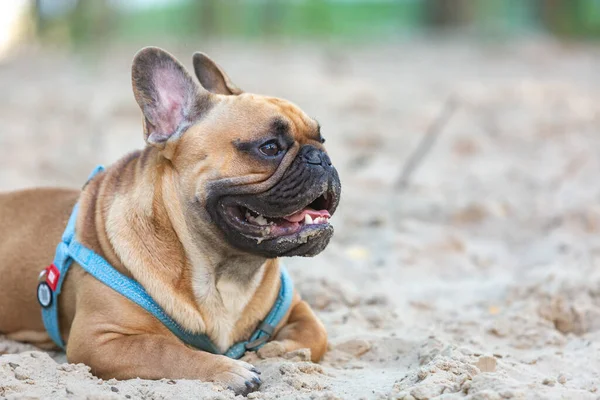 Dışarıdaki Komik Fransız Buldog Köpeği Sevimli Turuncu Buldog Mavi Koşumlu — Stok fotoğraf