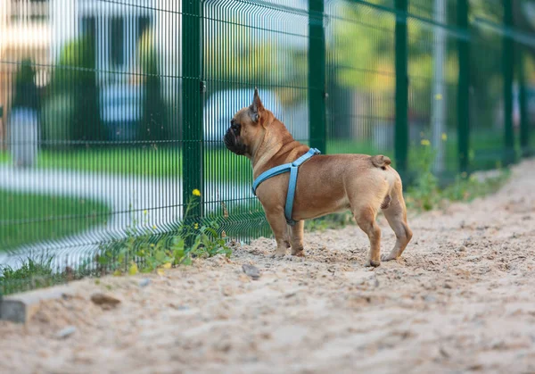 Divertente Bulldog Cucciolo Francese Fuori Adorabile Bulldog Arancione Con Imbracatura — Foto Stock