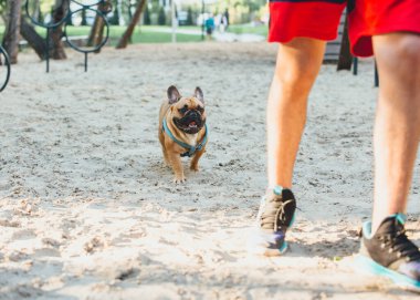 Fransız bir bulldog 'un sahibi çocuk köpeği parkta eğitiyor. Gençlerle köpek eğitimi ve açık havada buldog eğitimi. Hayat, sevgi ve evcil hayvan bakımı, hayvanlarla arkadaşlık.