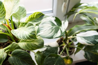 Parlak gündüz saatlerinde kapalı alanda büyüyen yeşil ve beyaz yaprakların yakın görüntüsü