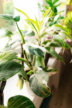 Canlı ev bitkilerinden oluşan bir koleksiyon pencere pervazında doğal ışığın tadını çıkarıyor. Yeşillik çizgili yaprakları ve renkli yaprakları içeriyor, canlı bir atmosfer yaratıyor..