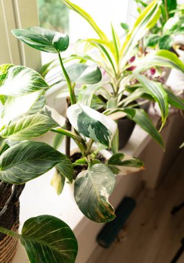 Güneşli bir pencere pervazında büyüyen yeşil bitkiler kapalı bir alanda parlak doğal ışıkla