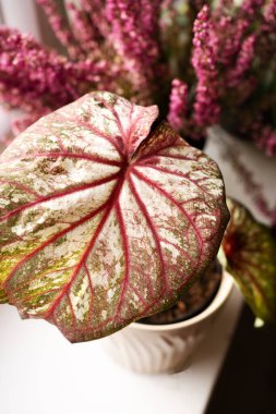 Güneşli bir pencere kenarında zarif pembe çiçeklerin yanında çarpıcı desenleri olan eşsiz kaladyum yaprağı.