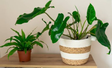 İki canlı kapalı alan bitkisi, biri beyaz çizgili bir tencerede, diğeri küçük bir terracotta tenceresinde, rahat bir iç mekâna yaşam ve renk ekleyin. Canlandırıcı bir atmosfer yaratıyorlar..