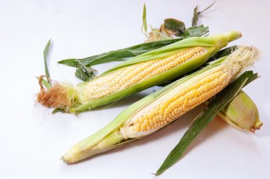 mısır mısır koçanı yaprakları ile