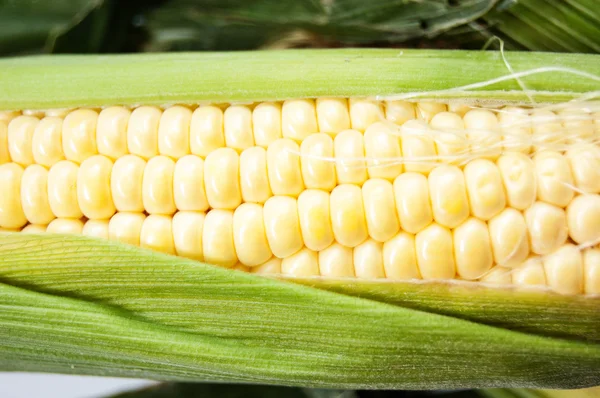 Corn with green leaf — Stock Photo, Image