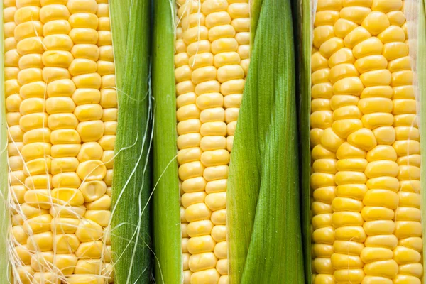 The corn cob with leaves — Stock Photo, Image