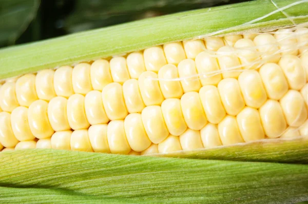 La mazorca de maíz con hojas Imágenes de stock libres de derechos