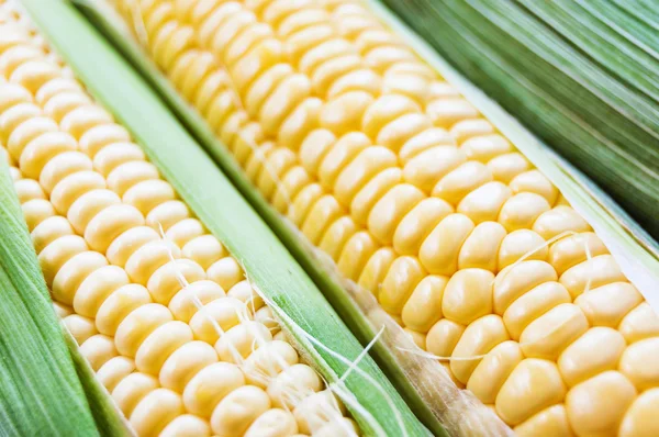 La mazorca de maíz con hojas Fotos de stock libres de derechos