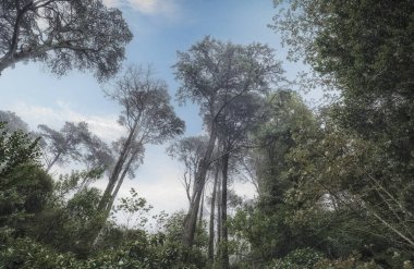 Güzel orman. Arka planda sis olan soğuk bir sabah ormanı, ekolojik çevreyle rahatlama, spa ve özgürlük için kullanım. Gökyüzüne bakan uzun ağaçlar var. Sintra 'daki inanılmaz park.