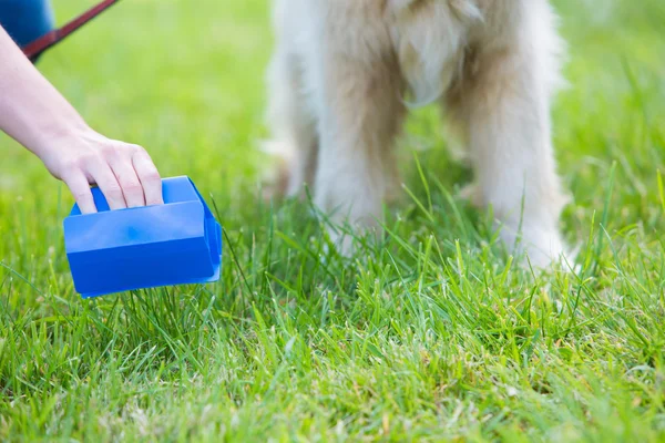 Owner Clearing Dog Mess With Pooper Scooper — Stock Photo, Image