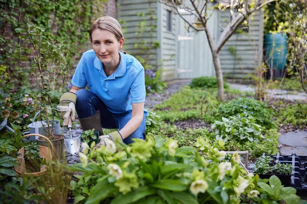 Portrait Of Mature Female Landscape Gardener Planting Plants In Garden