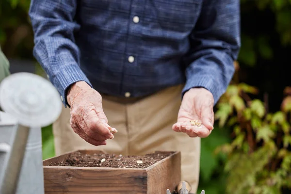 Close Senior Man Garden Home Planting Seeds Wooden Tray — Stock Photo, Image