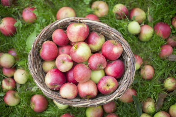 Cesta cheia de maçãs na grama — Fotografia de Stock