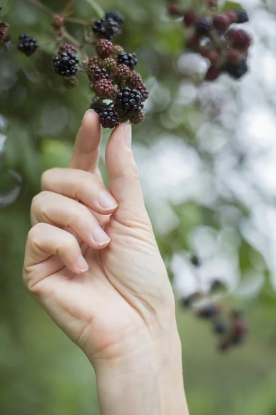 Woman Picking Wild Blackberries — Stock Photo, Image