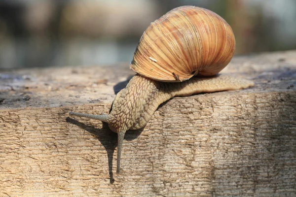 Lumaca in movimento . — Foto Stock