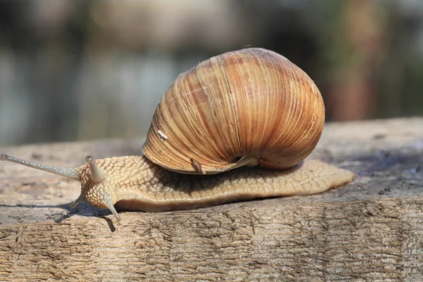 Slak in profiel. — Stockfoto